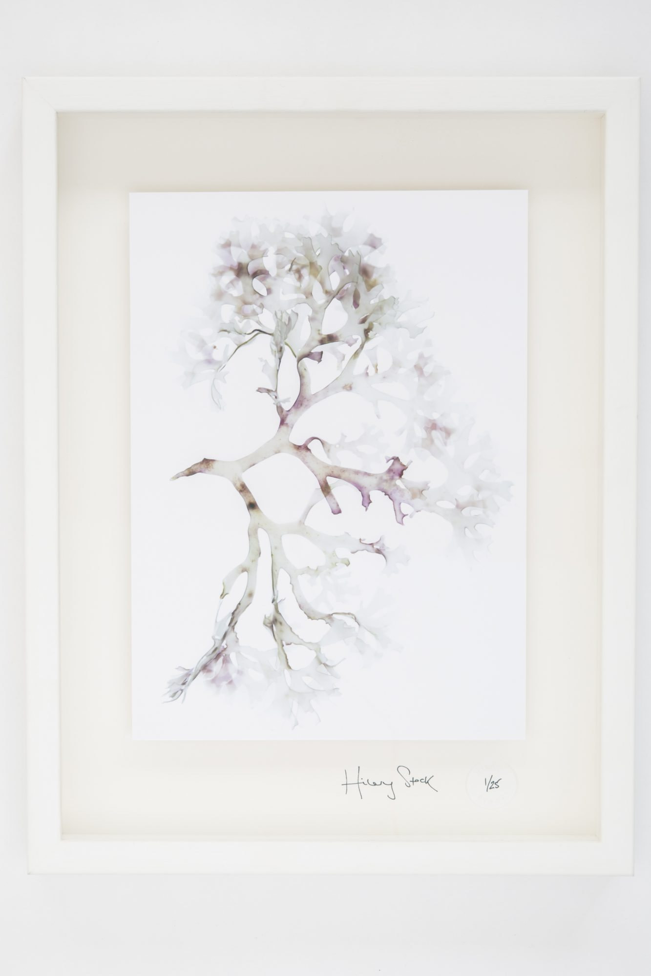 Cornish Seaweed - fine art photography from Cornwall by Hilary Stock