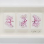 See Pinks