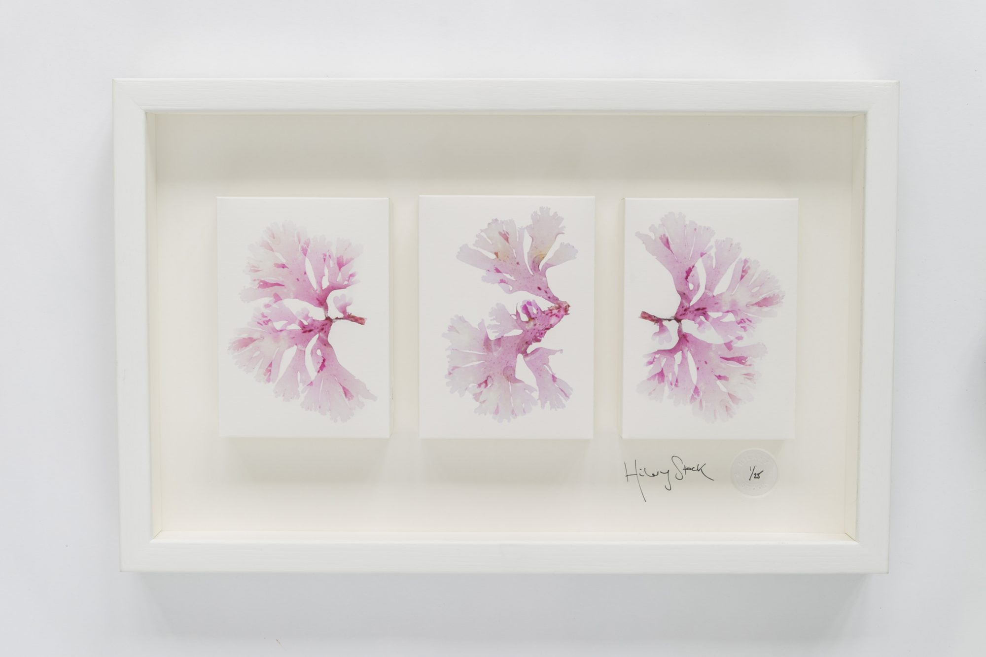 See Pinks, Photographic fine art by Hilary Stock